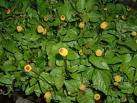 Spilanthes-acmella-Akkalkara