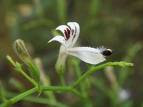 Androgrophis-paniculata-kirait