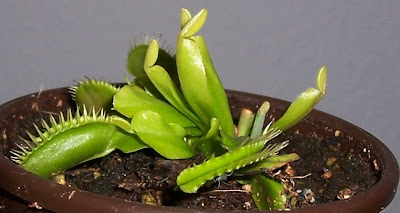 Venusfliegenfalle Dionaea muscipula fleischfressende Pflanze