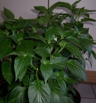 chili naga jolokia