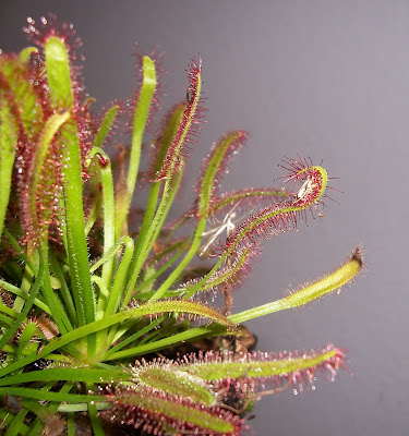 Droseraceae Sonnentau