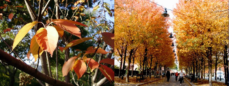 leaves and trees with fall colors