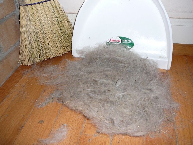 Do Greyhounds Shed Hair