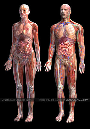 anatomi: September 2010