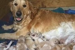 Rosie with her pups
