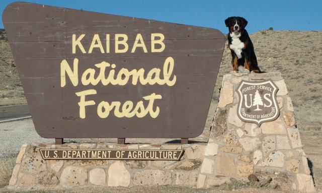 Kaibab Bernese Mountain Dogs