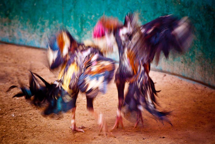 gloria trevi 2011 ancilla tilia wallpaper racoon hair