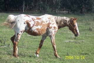 chubari horse