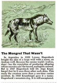 andean wolf Andean Wolf