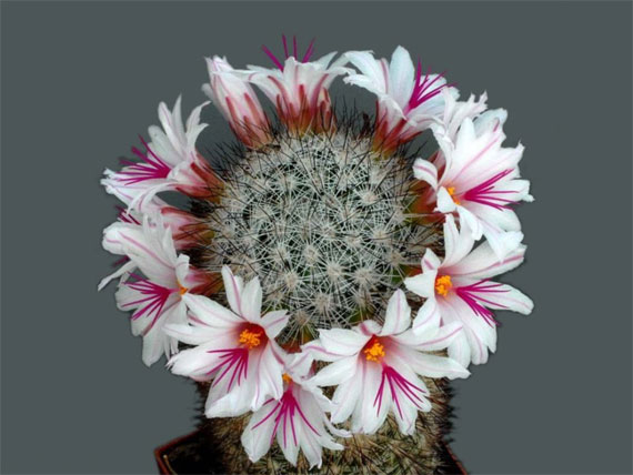 احدث صور للورودورود جميلة , اجمل الورود, اروع التحف الفنية من الورود  The+most+beautiful+cactus+flowers+%281%29