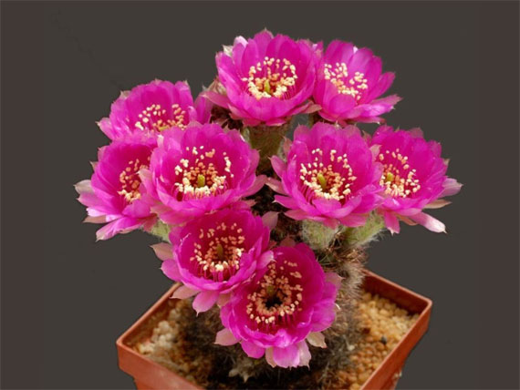 ادعــــ بالتوفيق ـــولي الامتحانات علي الابواب The+most+beautiful+cactus+flowers