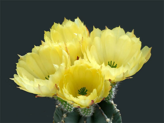  ورود جميلة , اجمل الورود, اروع التحف الفنية من الورود The+most+beautiful+cactus+flowers+%2819%29