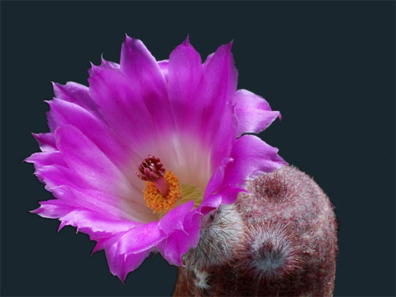 احدث صور للورودورود جميلة , اجمل الورود, اروع التحف الفنية من الورود  The+most+beautiful+cactus+flowers+%2817%29