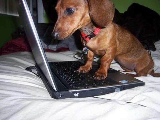 SEARCH AND BUY THIS PRODUCT AT AMAZON.COM Animals Using Computer