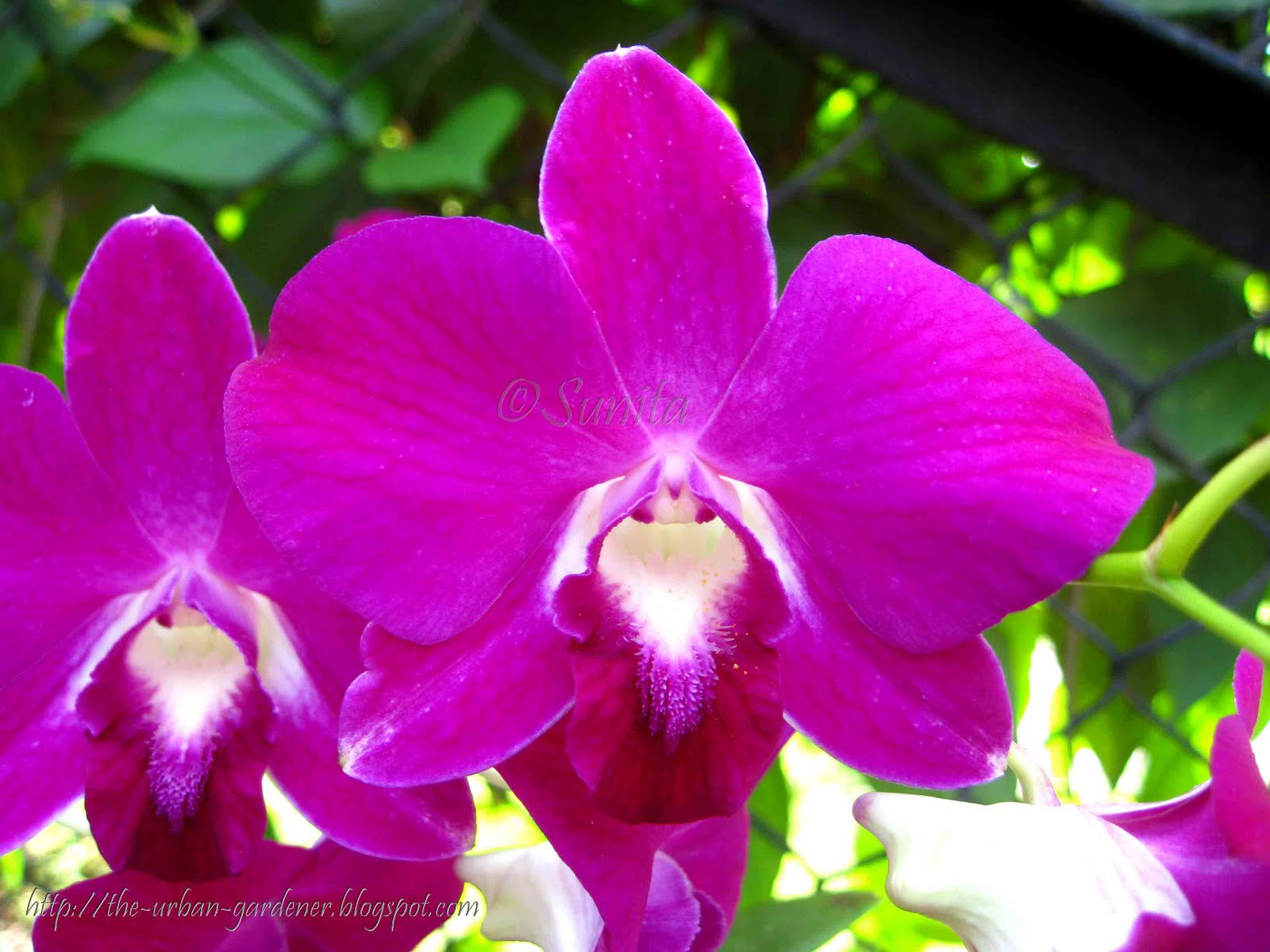 The Urban Gardener Orchids and almostwinter