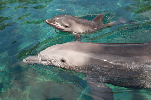 dolphins young