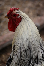 Rooster Angus