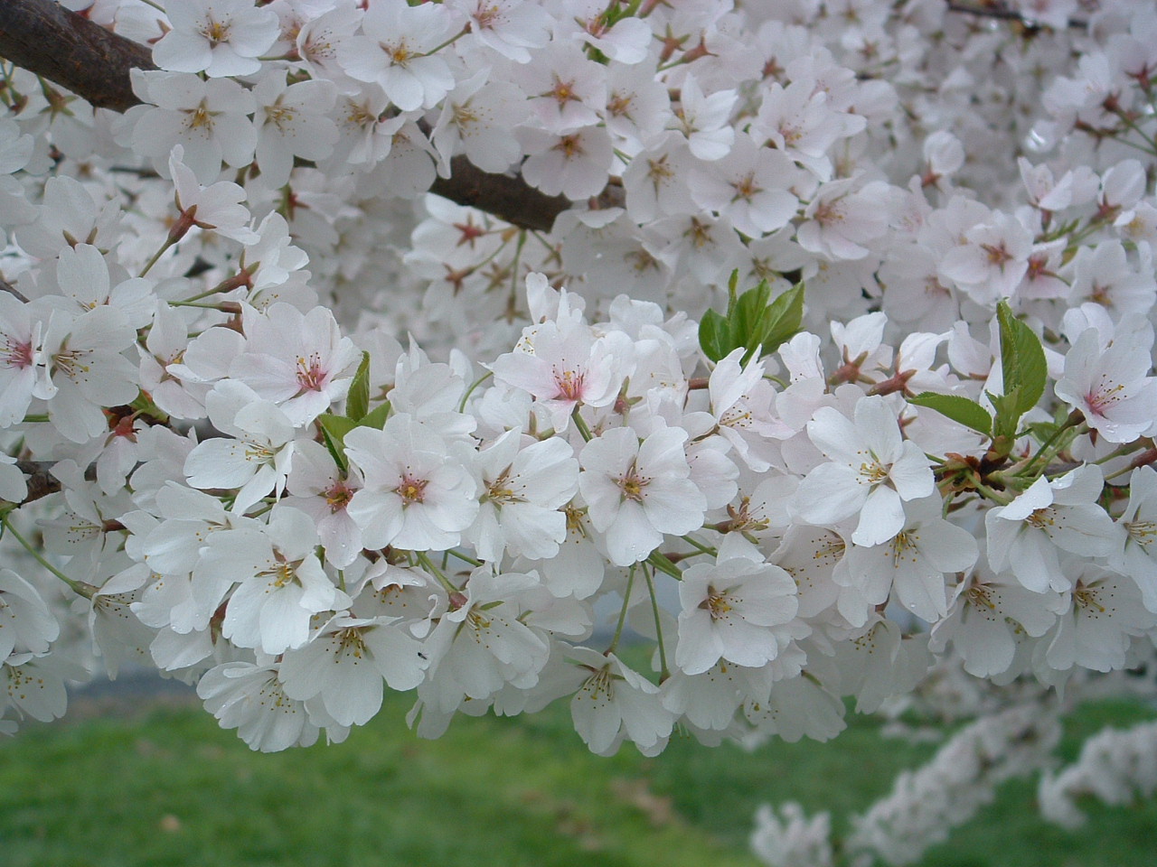 [Spring+Flowers+photos+002.jpg]