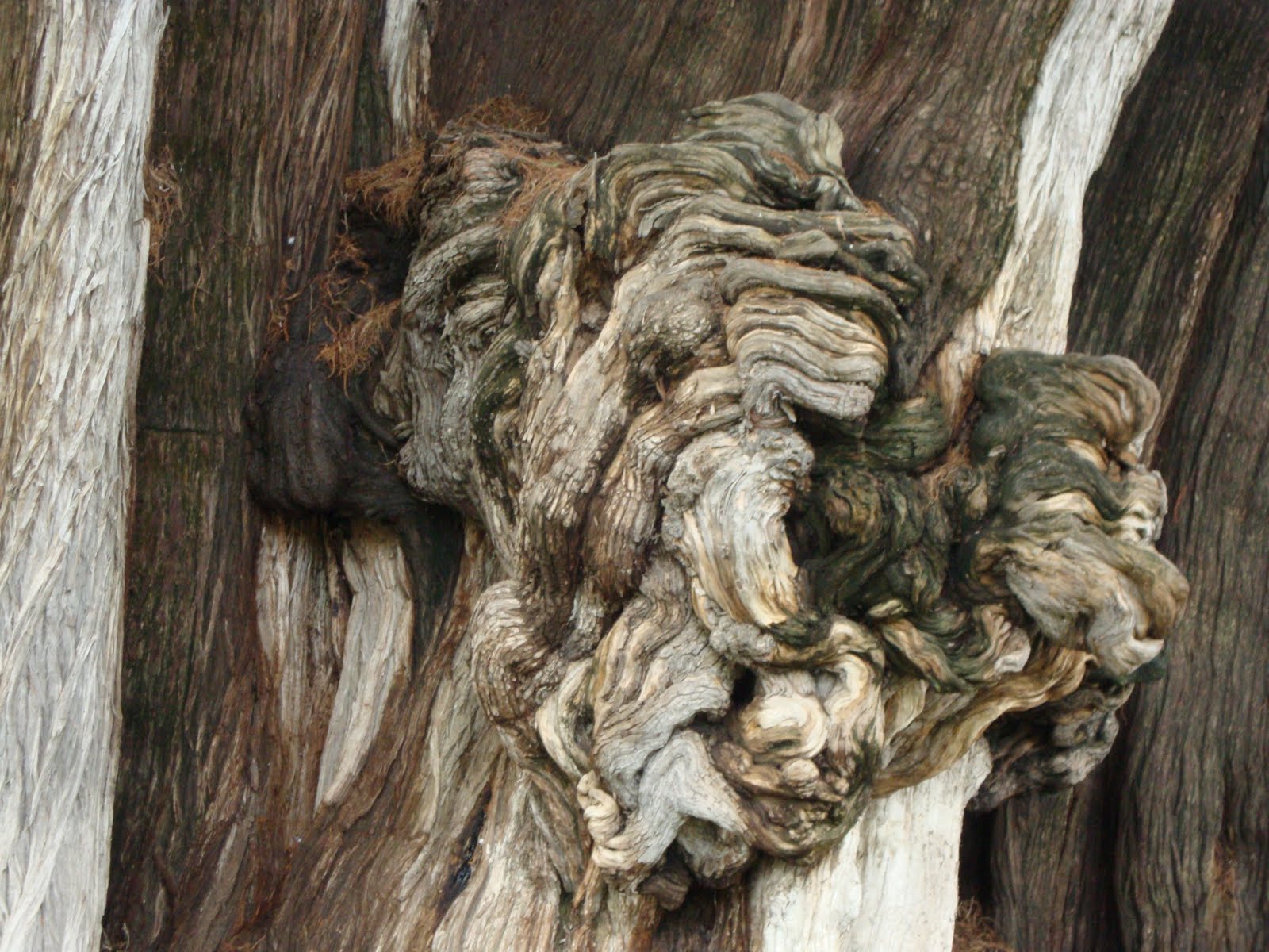 The Tule Tree