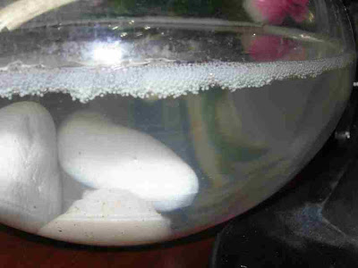 the eggs will hatch and goldfish eggs hatch. the eggs will hatch and