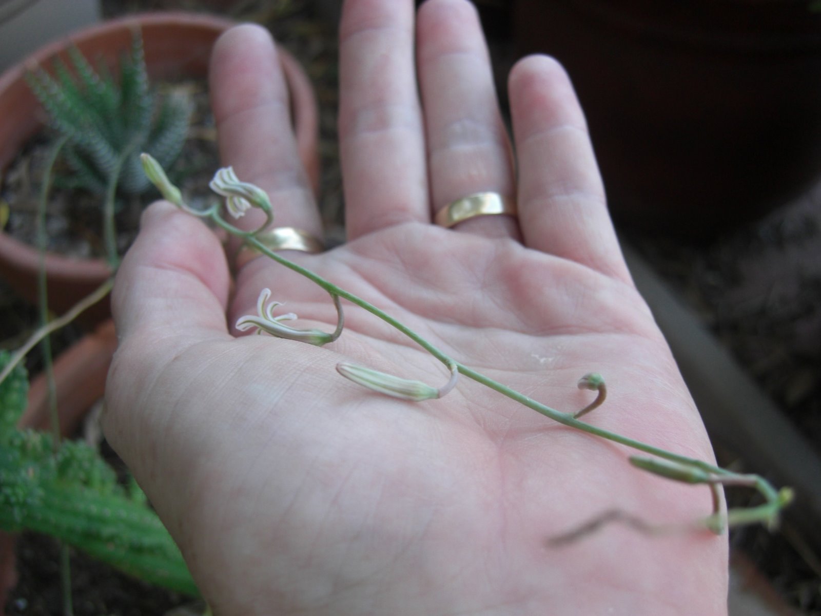 [horawitha+flowers.JPG]