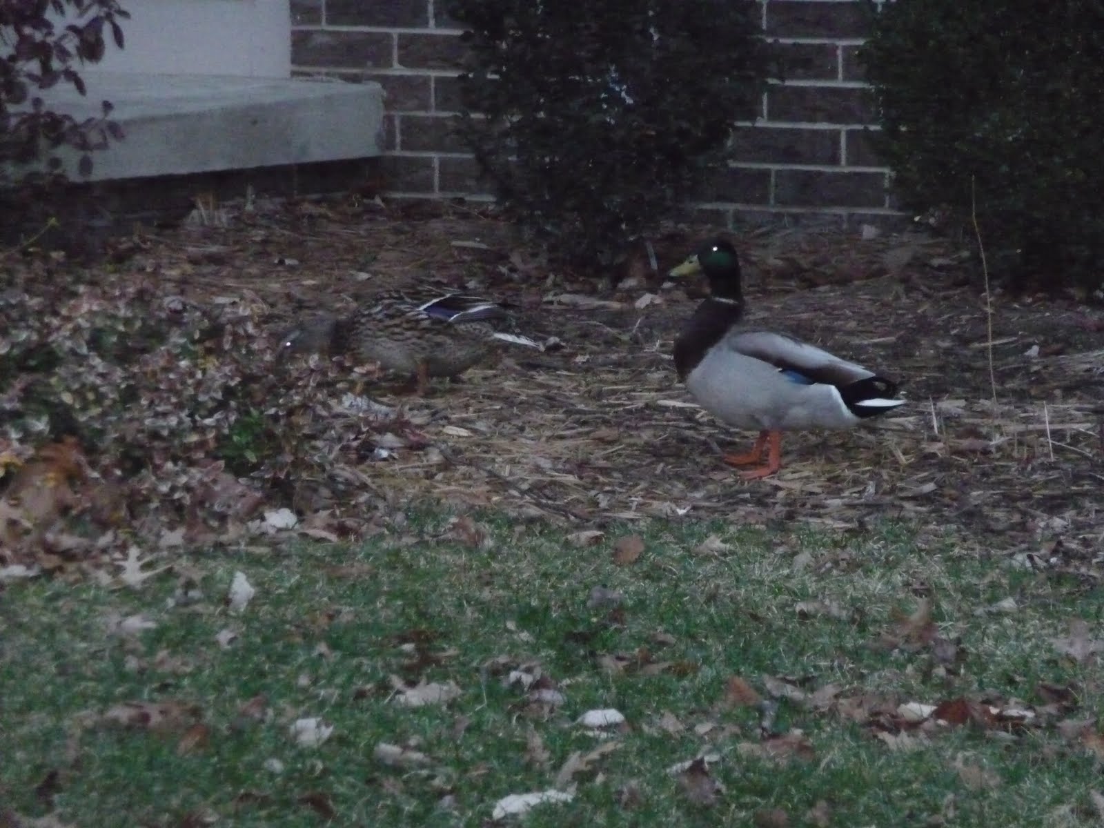 [Ducks.JPG]