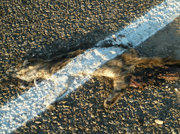 Road Kill in Idaho