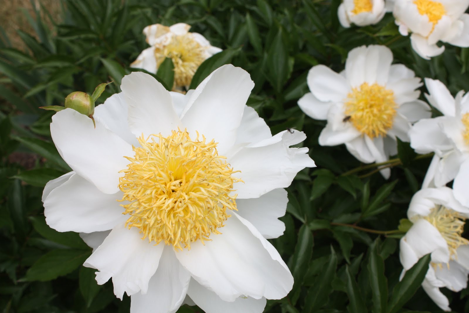 Peonies Queen of the Garden Flowers