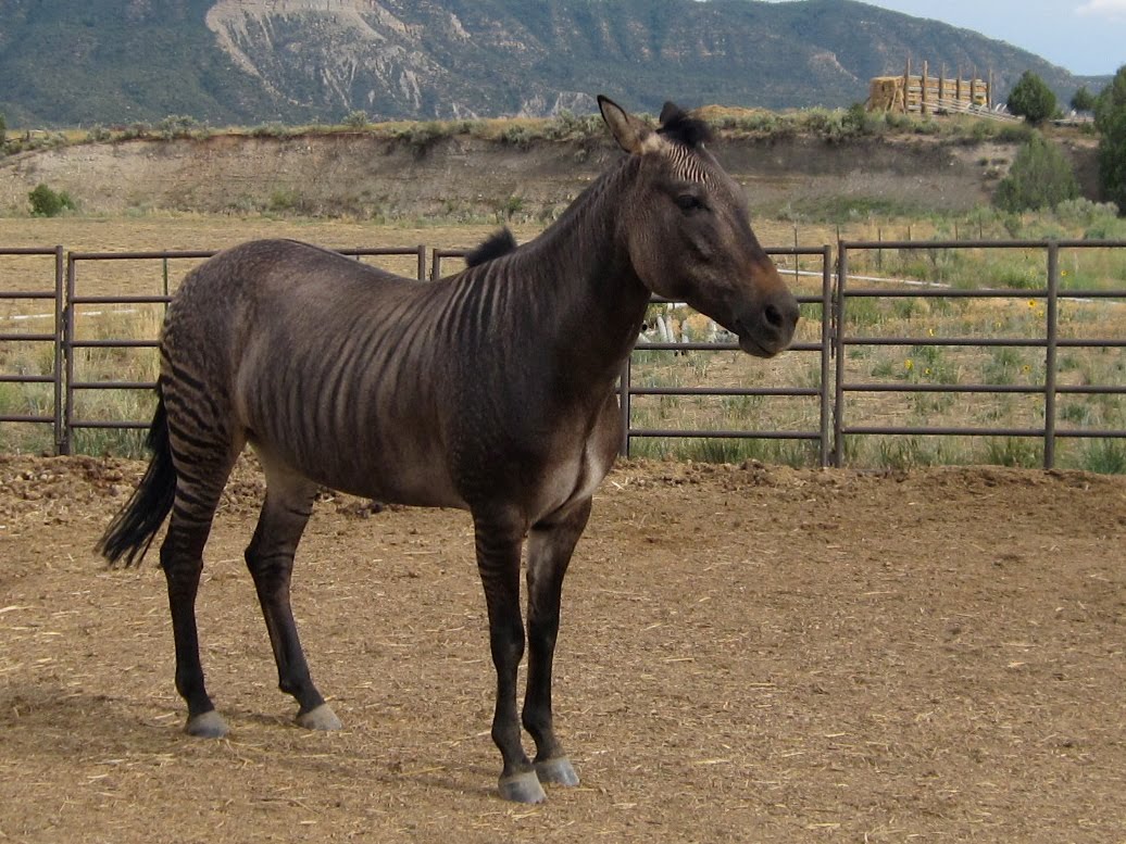 1000+ images about ZORSE on Pinterest