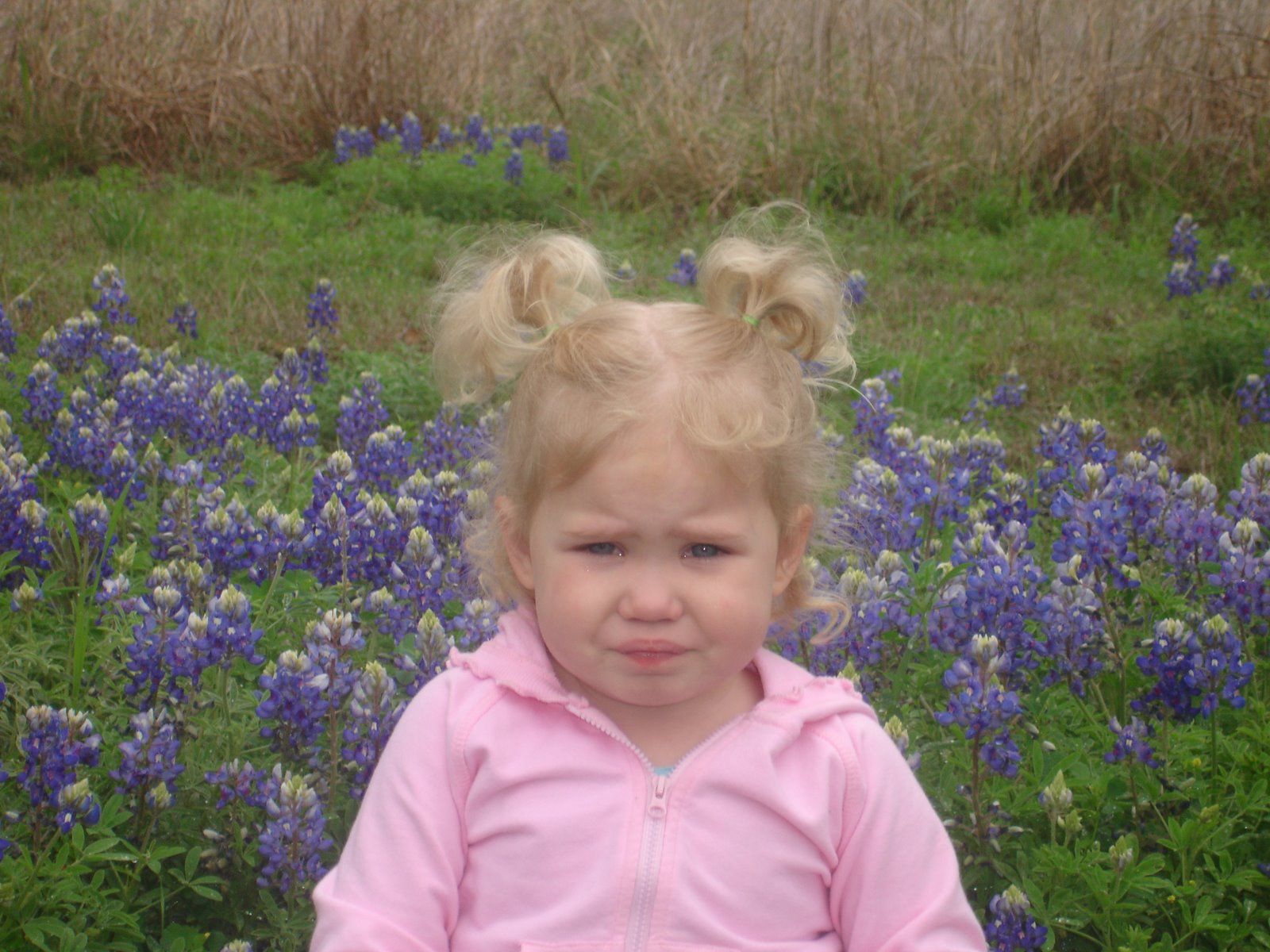 [bluebonnet+012.jpg]