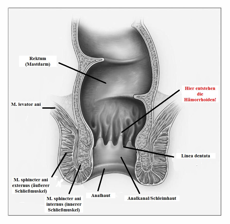 Hämorrhoiden und Co. Der Ort des Geschehens unser Enddarm