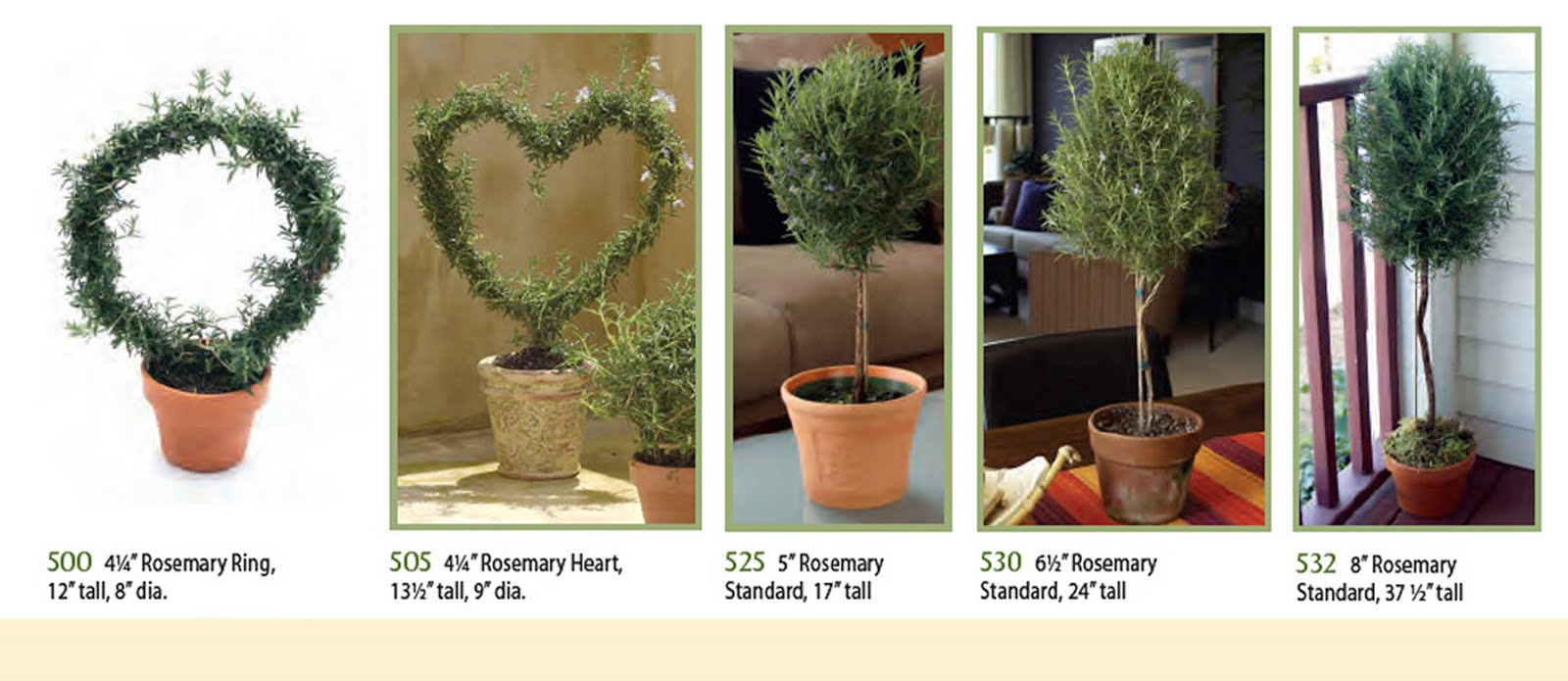 [Rosemary+pots.jpg]