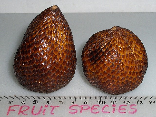 [salak.jpg]
