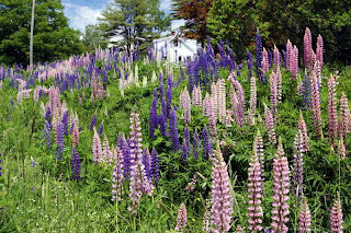 Lupine, near Freeport Maine