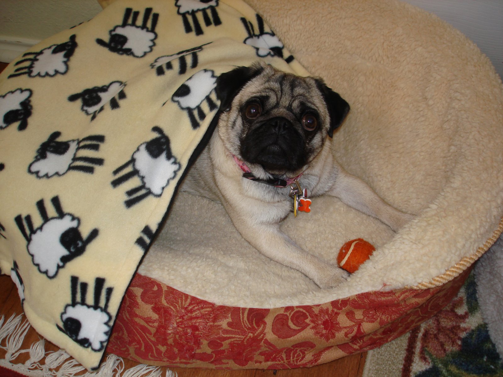 [Annie+with+Baa+Baa+White+Sheep+snooze+mat.jpg]