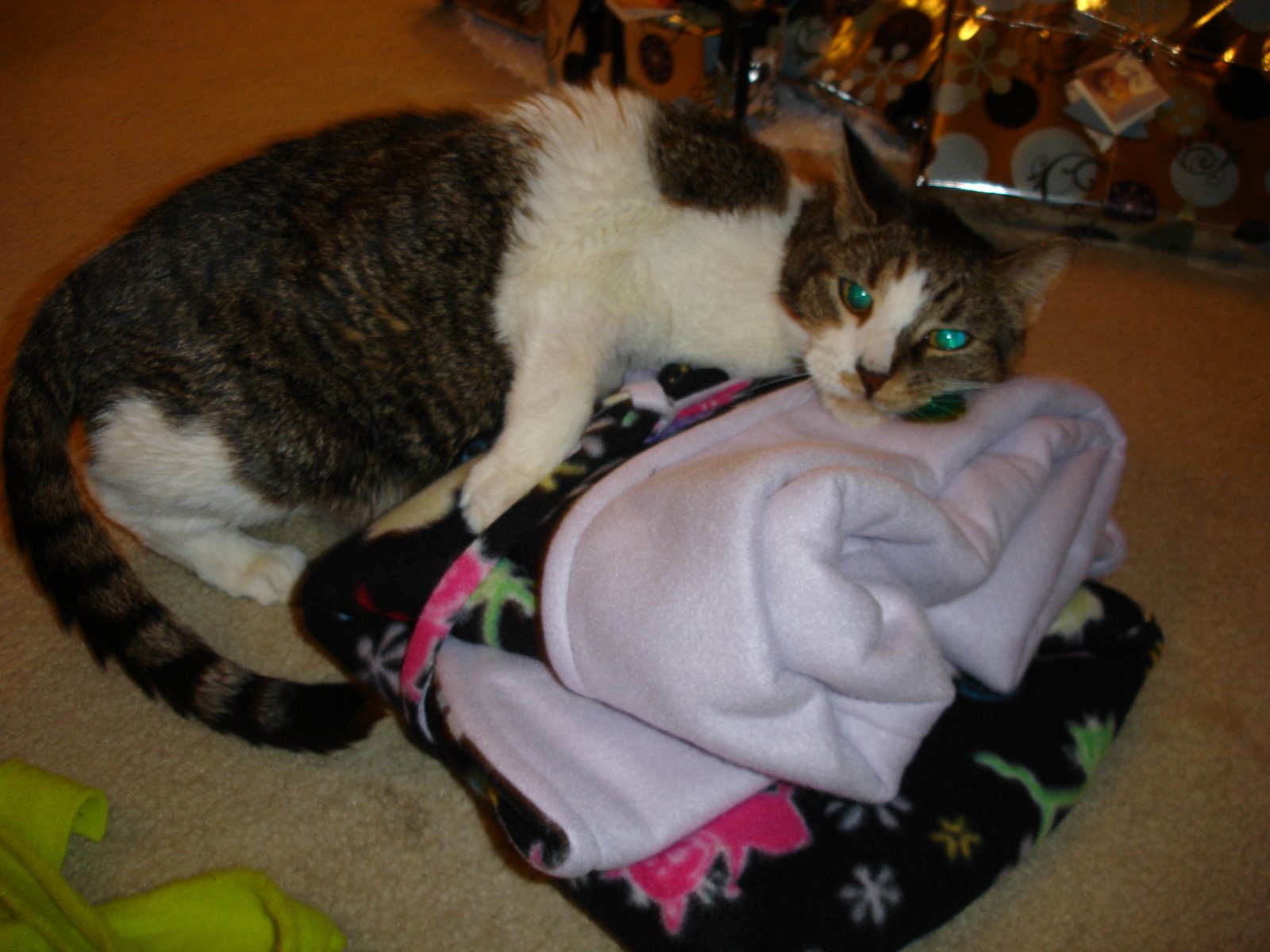[Doc+799708+on+GLow+Kitty+Snooze+Sack.JPG]