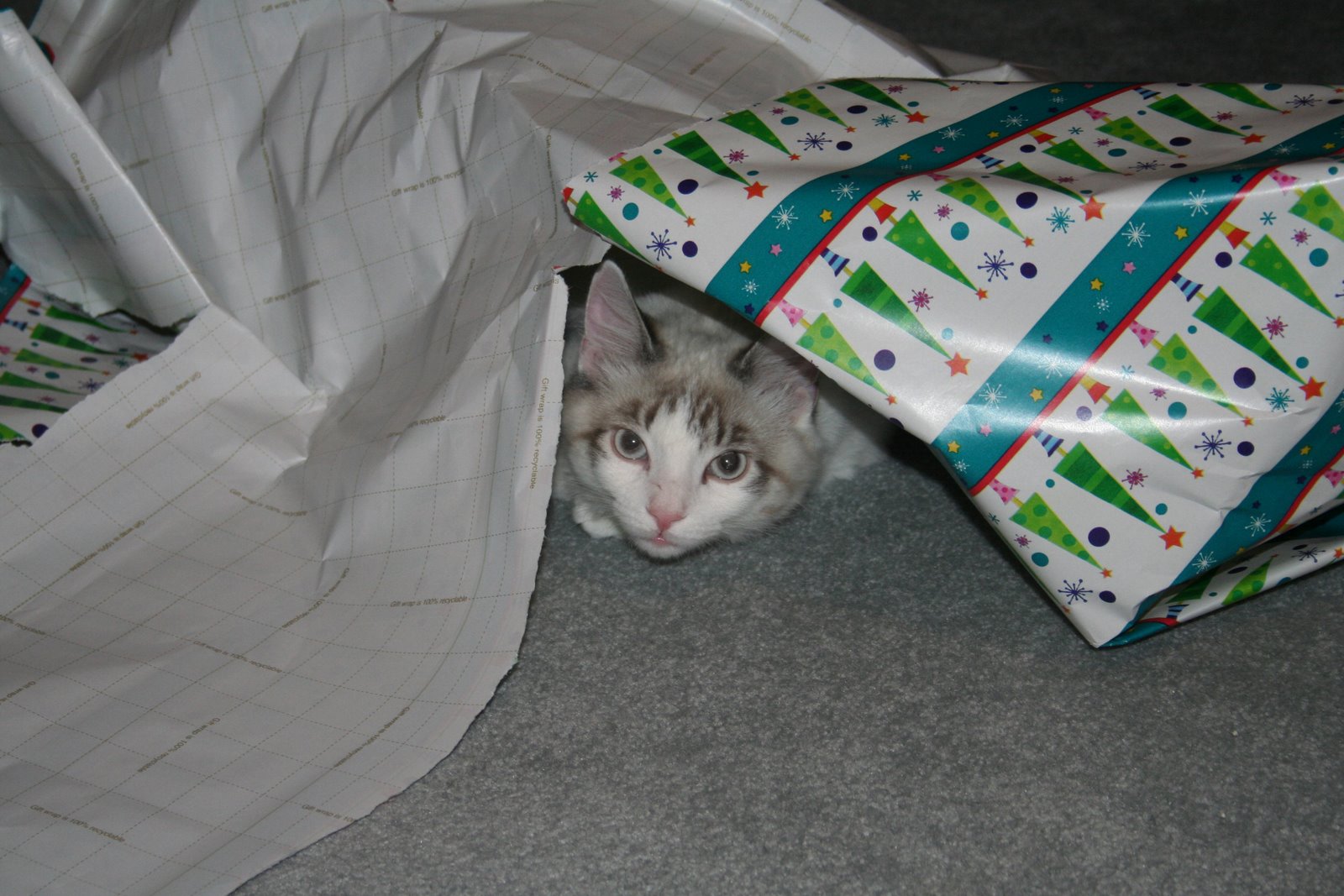[Newman+with+wrapping+paper.jpg]