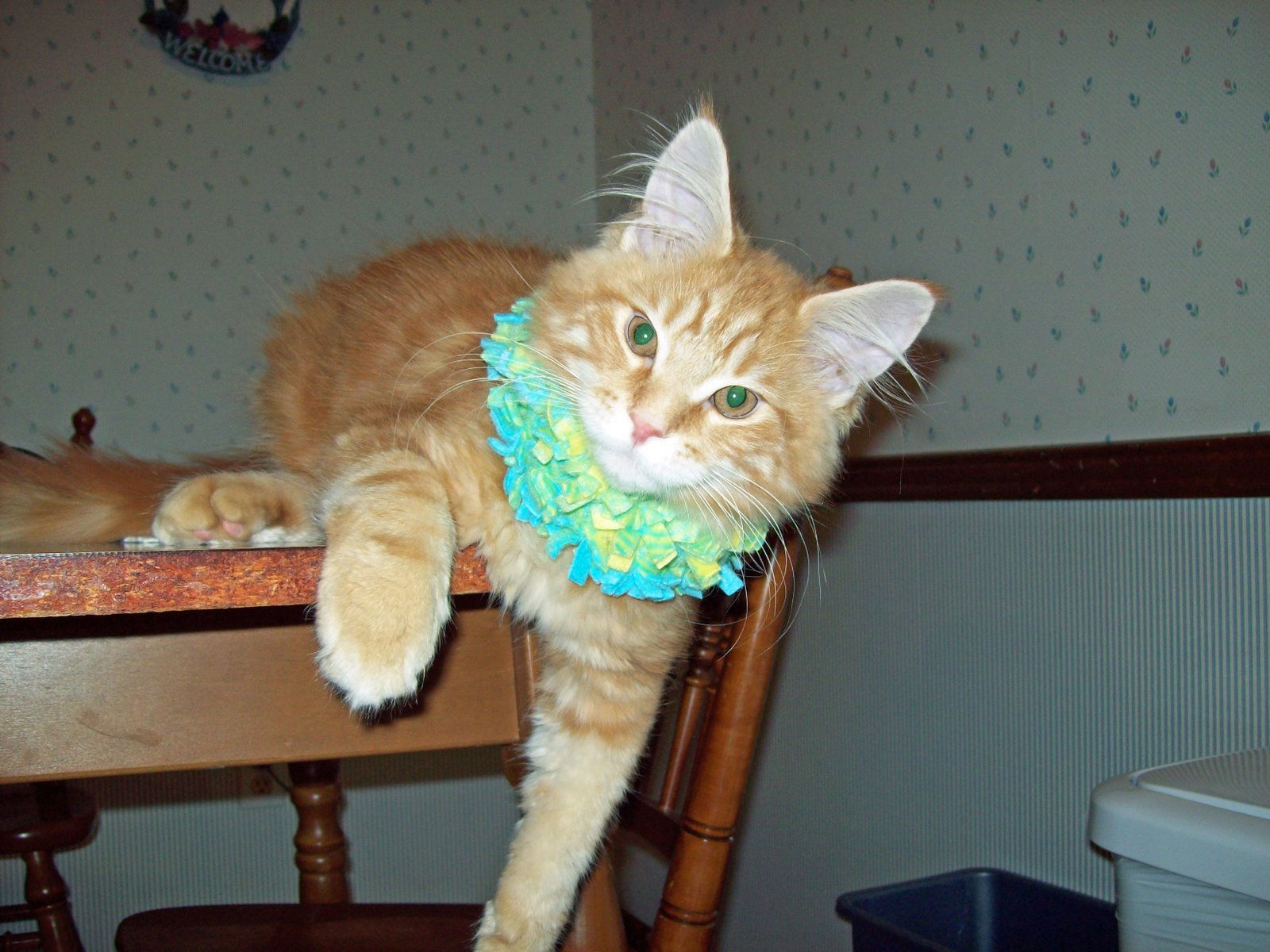 [Rusty+in+Floof+collar.jpg]