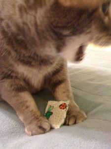 [283073_Arnold+P+with+catnip+pouch.jpg]