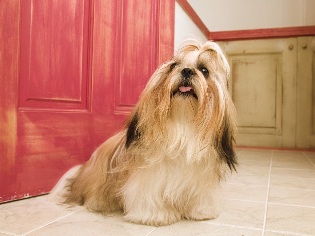 Little Hairy Dog Wallpapers Backgrounds Dogs Wallpapers Backgrounds