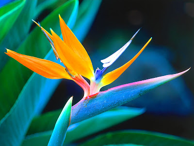 Download Nature Picture on Download Free Desktop Wallpaper Nature Picture Flower By Rosemary