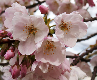 [cherry_blossoms.jpg]