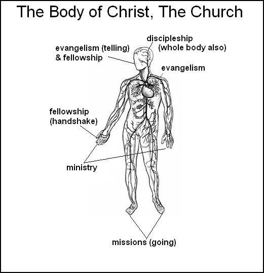 different parts of the body of christ