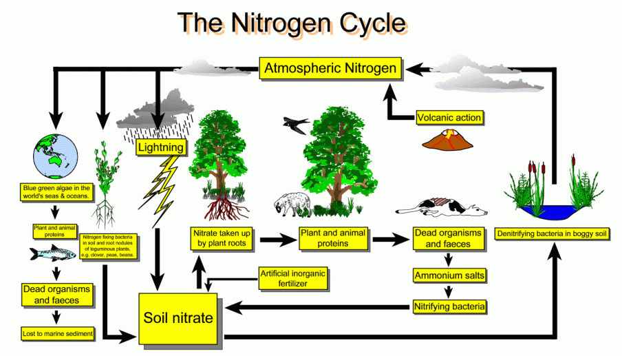 nitrogen cycle worksheet for kids