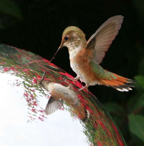 Hummingbird Fairy