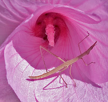 Pretty in Pink