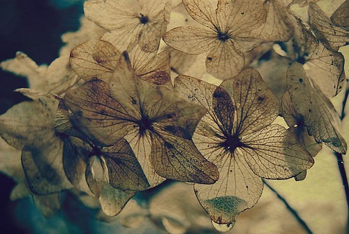 [autumn,decay,droplet,flowers,fragile,nature-6e94caf1109749cdb9846f7c48bc777c_h.jpg]
