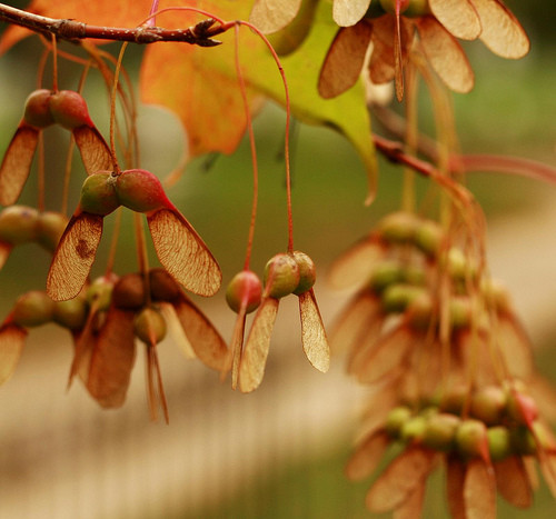 [autumnmaple+seeds,green,red-07b0c9ef0315998334a5aa63df47e87e_h.jpg]