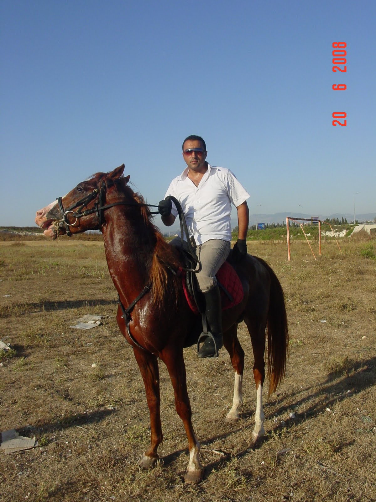 RIDING HORSE Arabian horses