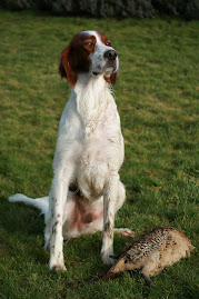Ierse Setter Rood - Wit